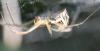 Linyphia triangularis